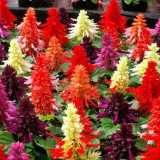 Шалфей (Сальвия) Редди (разные расцветки)